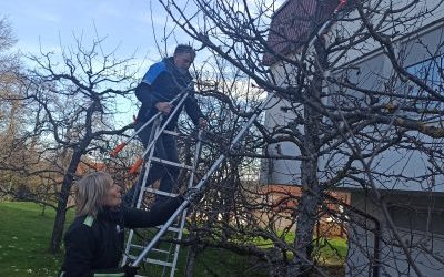 Obrezovanje sadnega drevja
